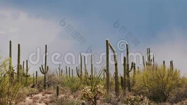 在美国亚利桑那州沙漠，一个晴朗炎热的晴天，大的Saguaro仙人掌场的惊人<strong>大气背景</strong>拍摄。